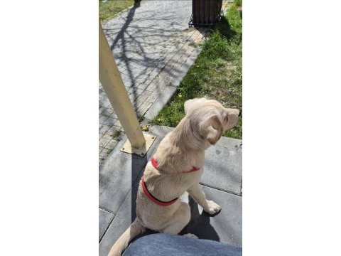 Dişi golden retriever 7 aylık