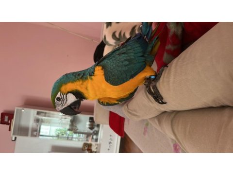 Full evcil ara macaw 5 aylık