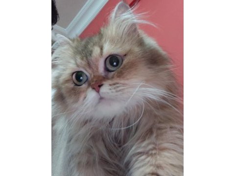 Güzeller güzeli british longhair kızım karamel