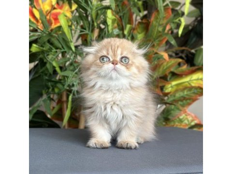 Safkan şecereli golden chocolate erkek scottish fold