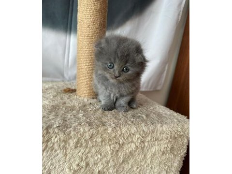 Scottish fold british shorthair ve longhair yavrular