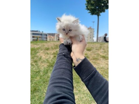 British longhair yavru kediler