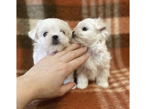 Birbirinden güzel safkan maltese yavrularımız