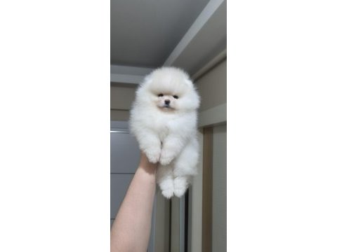 Üst kalite ayı surat pomeranian boo (dişi)