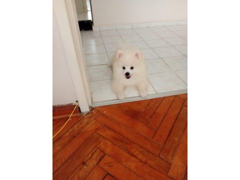 Pomeranian boo 1. sınıf