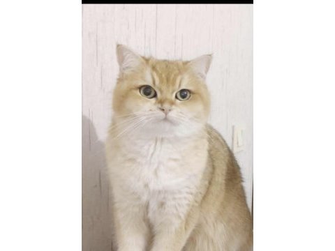 Golden british shorthair