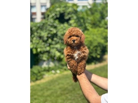 Harika toy poodle yavrularımız
