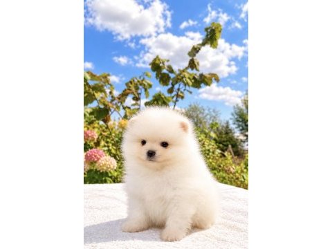 Kartopu gibi pomeranian boo