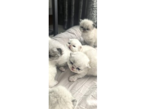 Safkan iran kedisi yavruları