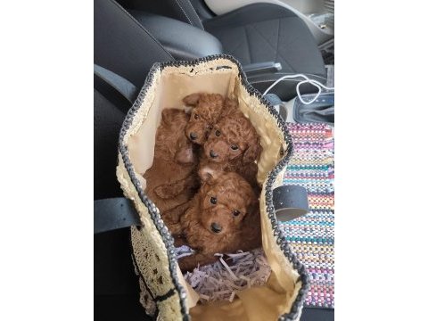 Orijinal toy poodle yavrular ataşehir