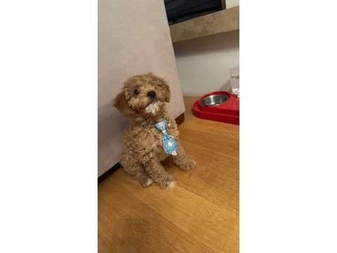 6 aylık toy poodle