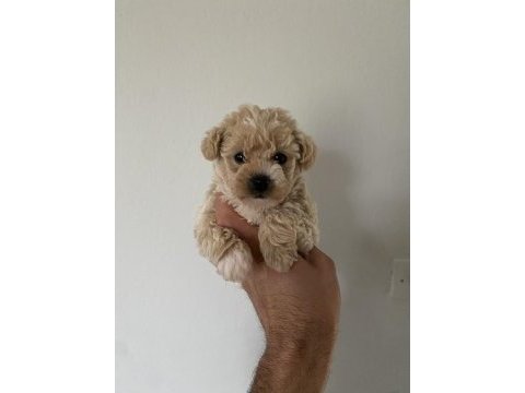 Red maltipoo