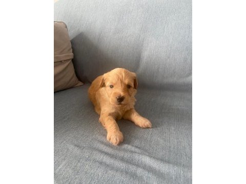 Yavru maltipoo köpekler