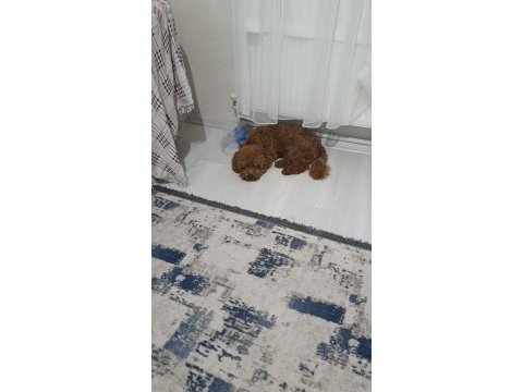 Toy poodle 11 aylık