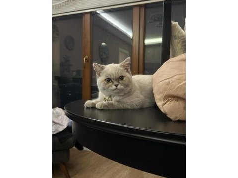 Blue point 7 aylık british shorthair