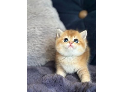 A kalite british shorthair golden yavrular
