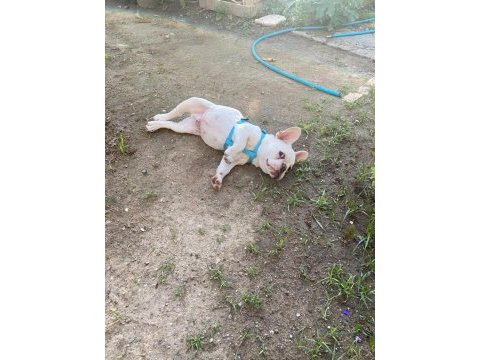 Egzotik french bulldog erkek