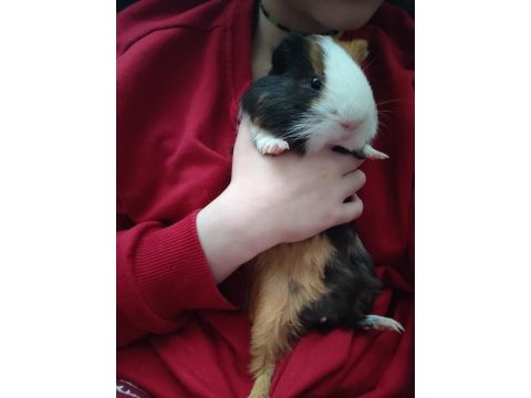 Guinea pig