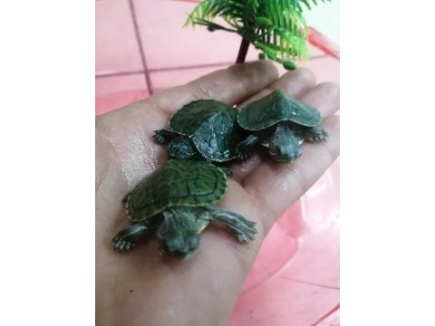 Bebek su kaplumbağaları