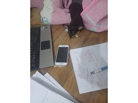 Chihuahua yavrum yeni yuvasını bekliyor
