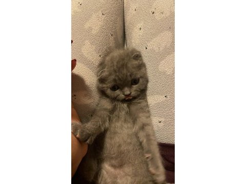 Son scottish fold bebek yeni yuvasını arıyor
