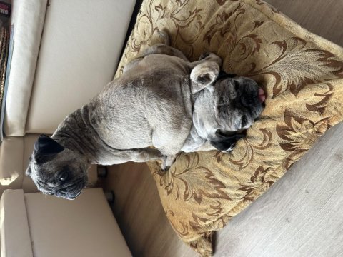 Pug kızlar