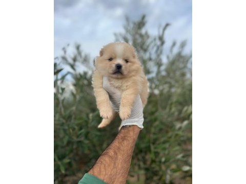 Pomeranian boo dişi erkek yavrular