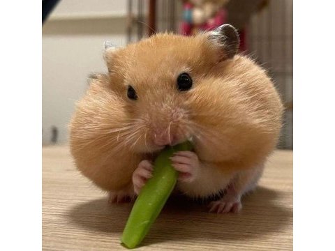 Her ırk hamster bebek ve malzemeleri adrese teslim mevcut