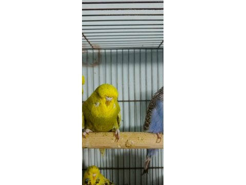Show jumbo muhabbet kuşlar