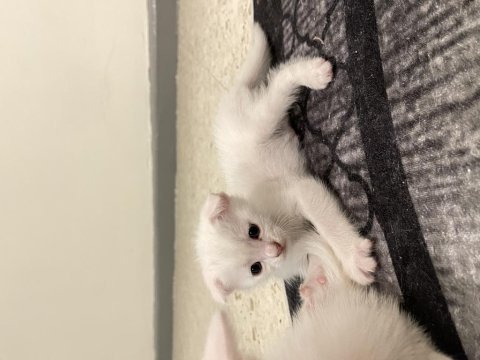 Ücretsiz sahiplendirme scottish fold