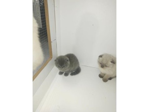Scottish fold yavruları 40 günlük