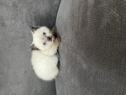 Dişi - erkek blue point ve scottish yavrular