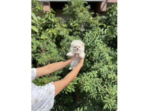 Pomeranian boo bebekler