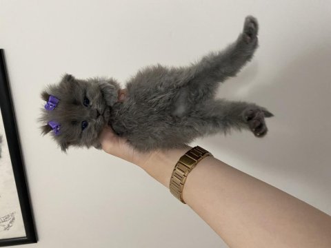 Oyuncu british shorthair yavru bebekler