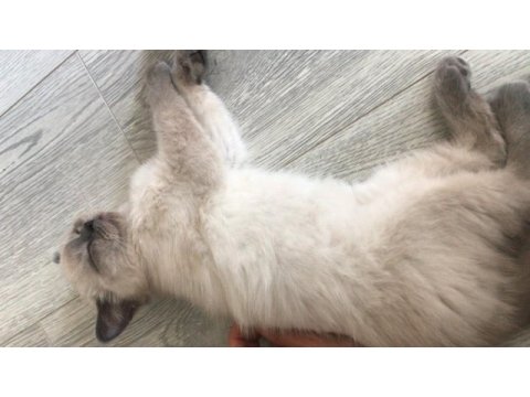 3 aylık british shorthair