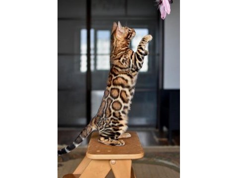 Ozyleopard bengal kıttens