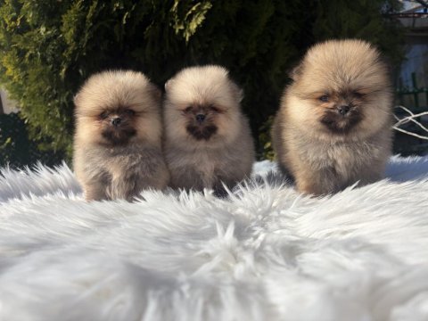 Pomeranian boo yavrularımız