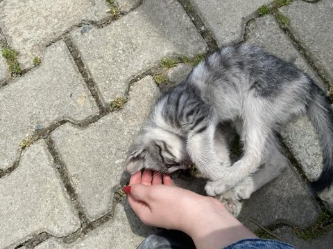 Minik yavru kediye yuva