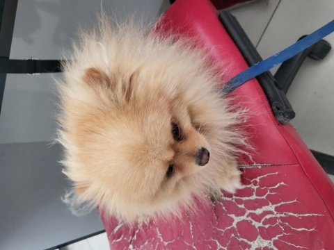 Erkek safkan pomeranian boo
