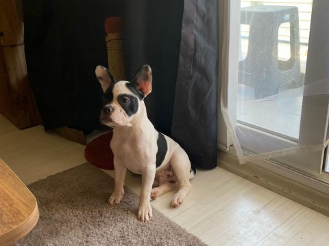 Erkek 6 aylık french bulldog acil ilan