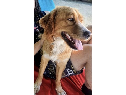 Altın gönüllü köpeğimiz oğlumuz chucky için ömürlük yuva