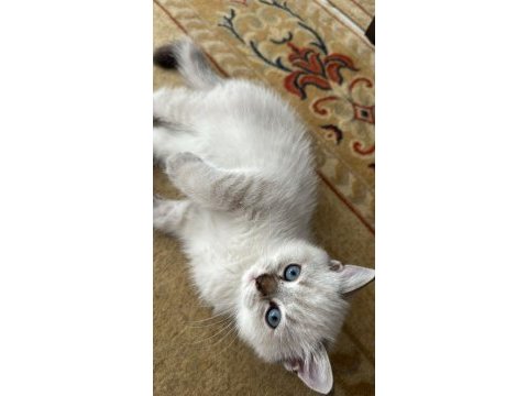 British shorthair küçük mami sahibini arıyor