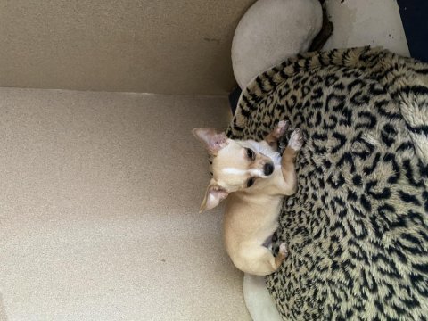 Özel renk şivava chihuahua