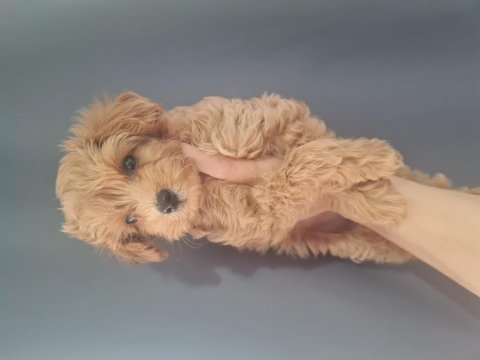 Maltipoo dişi erkek