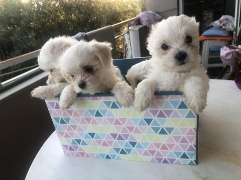 Sahibinden aşılı orjinal maltese terrier yavrular