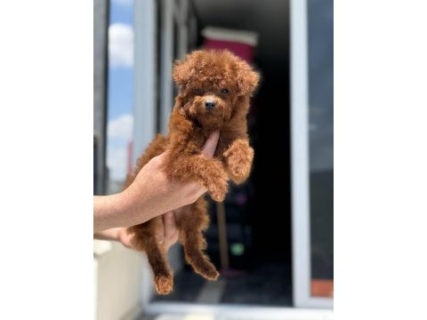 Show kalite tea cup kore poodle yavrumuzu canlı görün