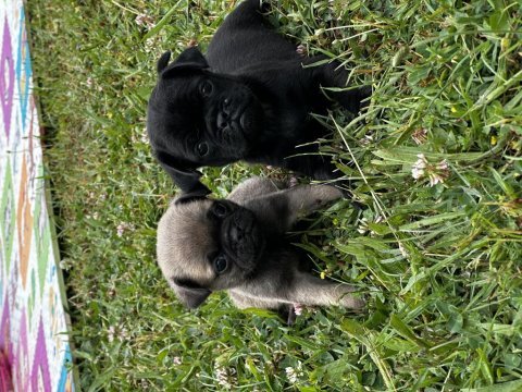 Pug yavrularımızı tek ya da toplu vermek istiyoruz