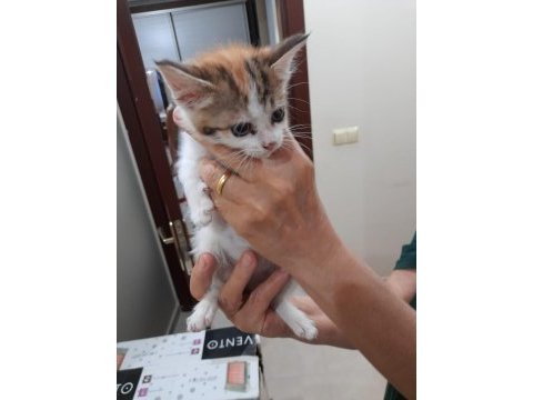 Sevimli kedi yavrusu