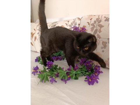 Kehribar göz siyah dişi british shorthair