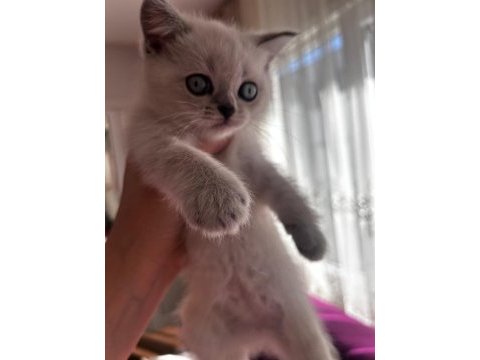 Yavru british shorthair kedilerimiz sahiplendirilecek